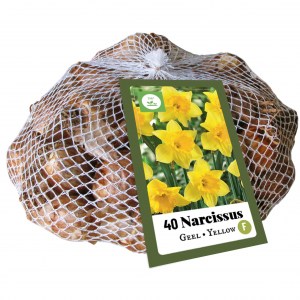 narcisy, narcis tete a tete, zlty narcis, zlte kvety, kvety, cibuloviny, cibulky kvetov